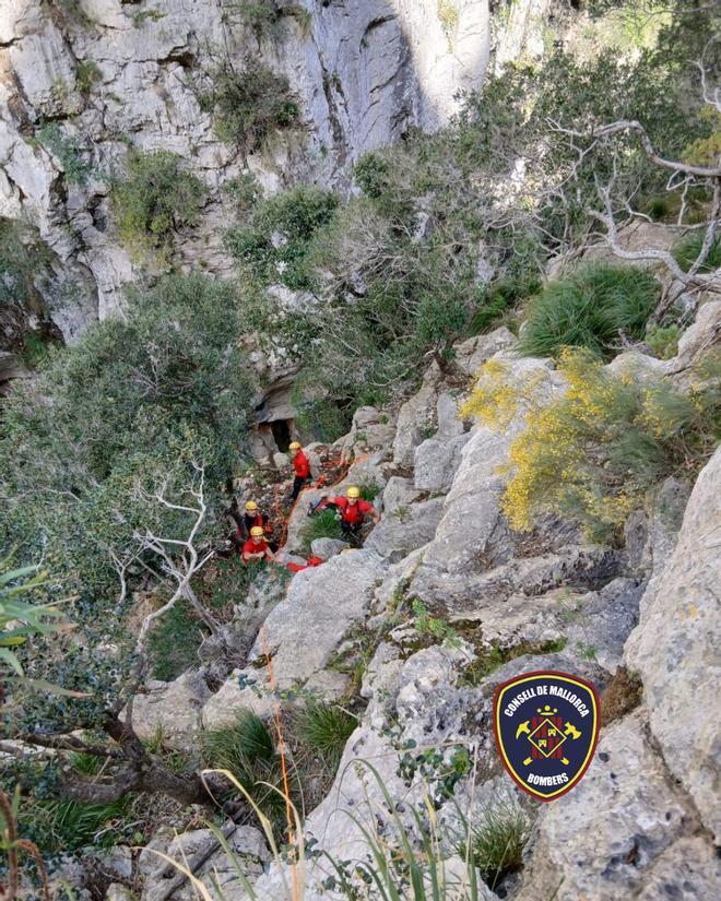 Rescate de un buitre negro en el torrente de Pareis