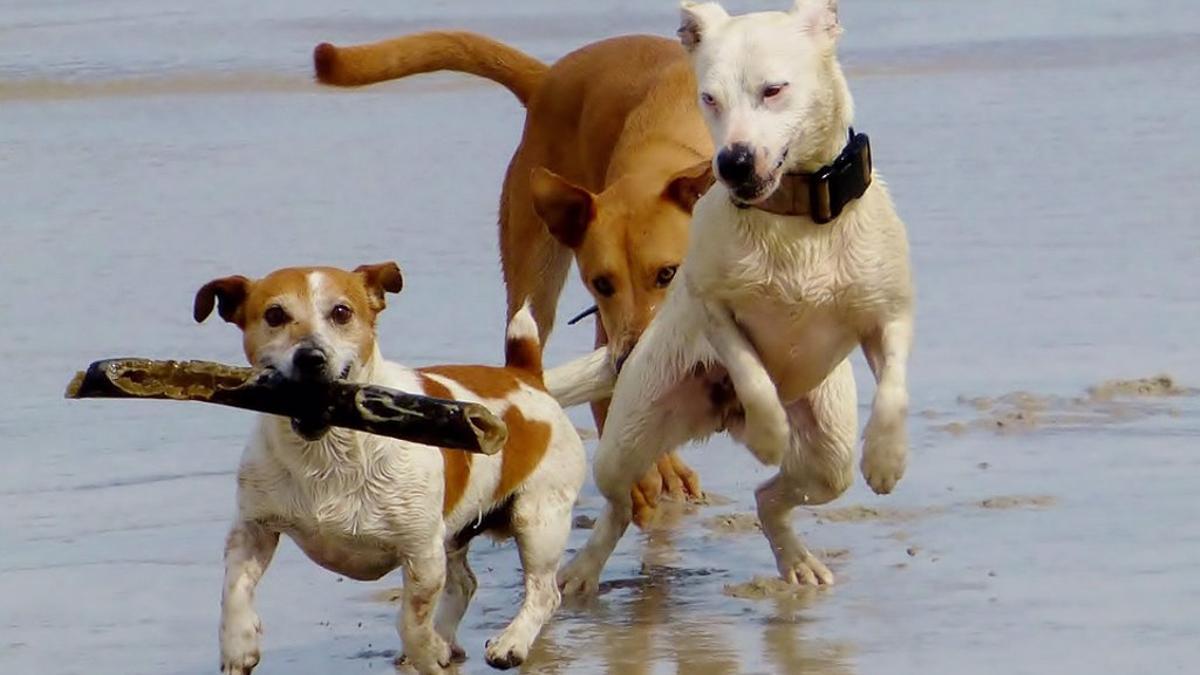 Tres perros en una playa