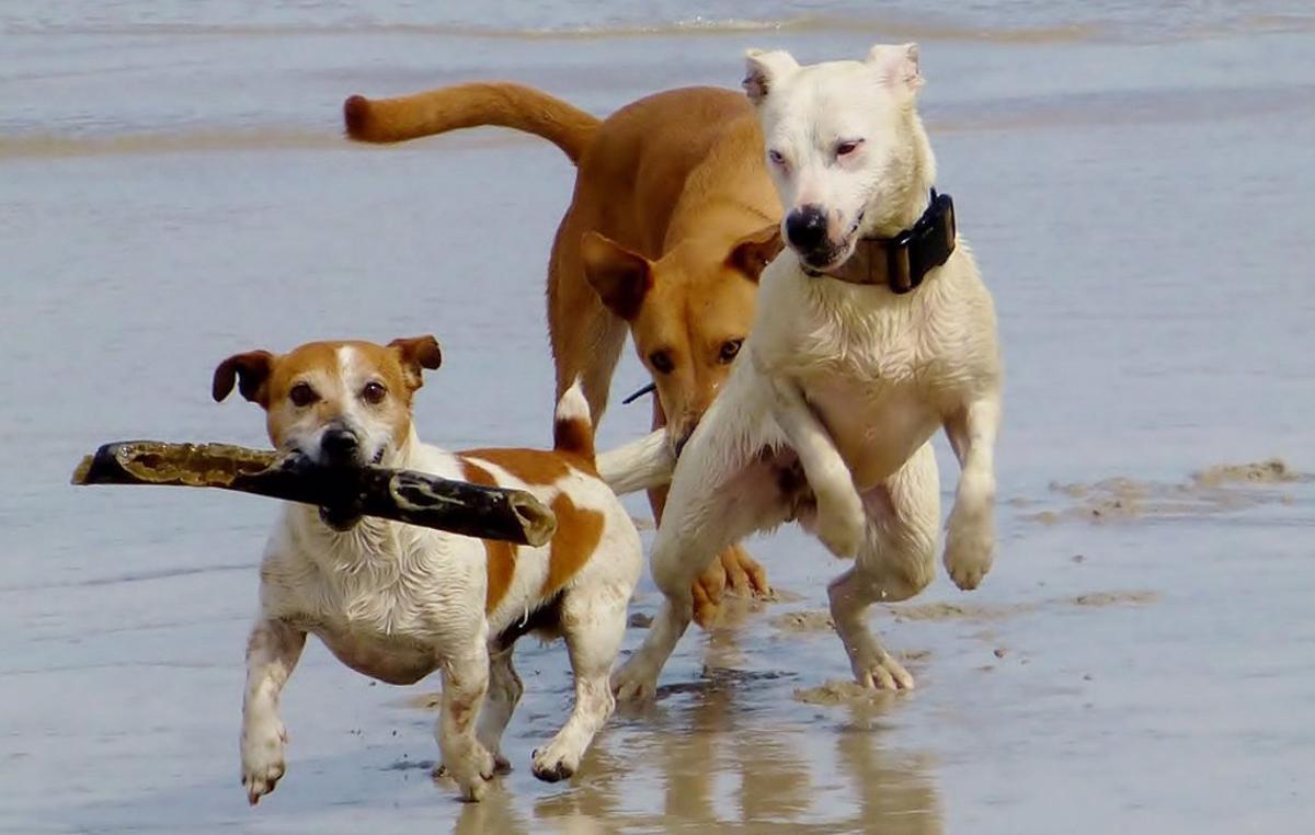 Tres perros en una playa.