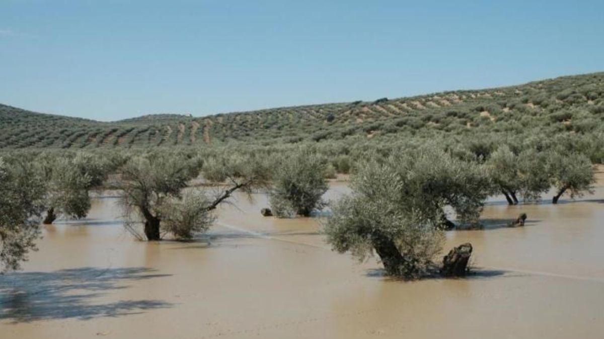 Olivar anegado durante el tren de borrascas en Córdoba durante los primeros meses de 2026.