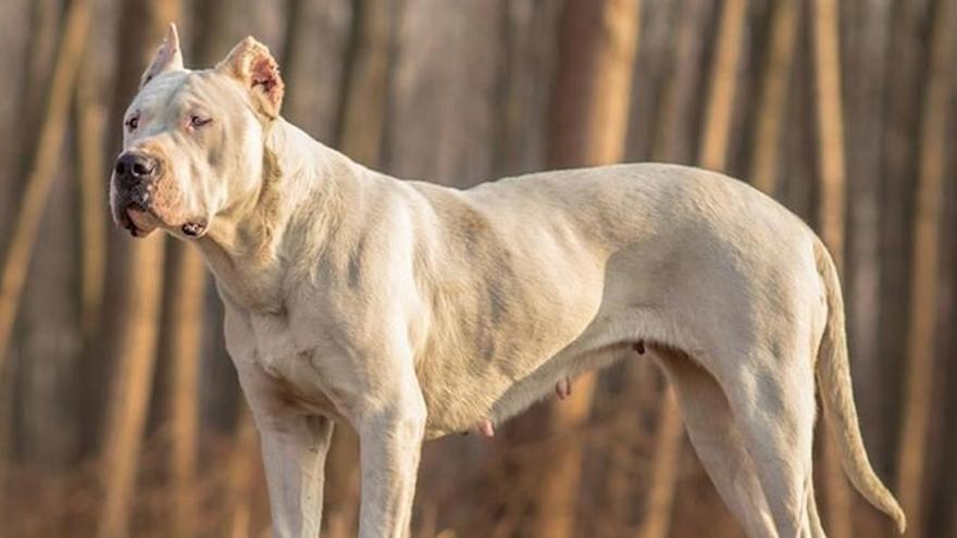 Dogo argentino