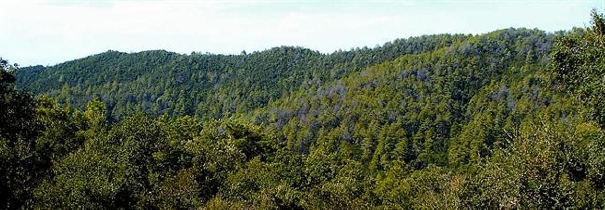 Paisaje del macizo de las Gavarres donde se aprecia el esplendor de la vegetación.