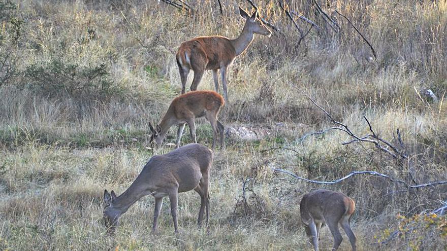 Pelea de ciervos en Zamora