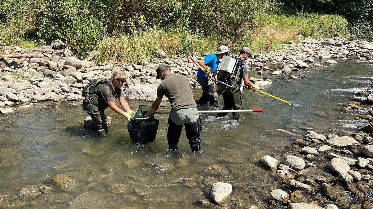 Tasques de rescat de fauna piscícola al riu Segre, a la zona del pont d'Alàs (Alt Urgell)