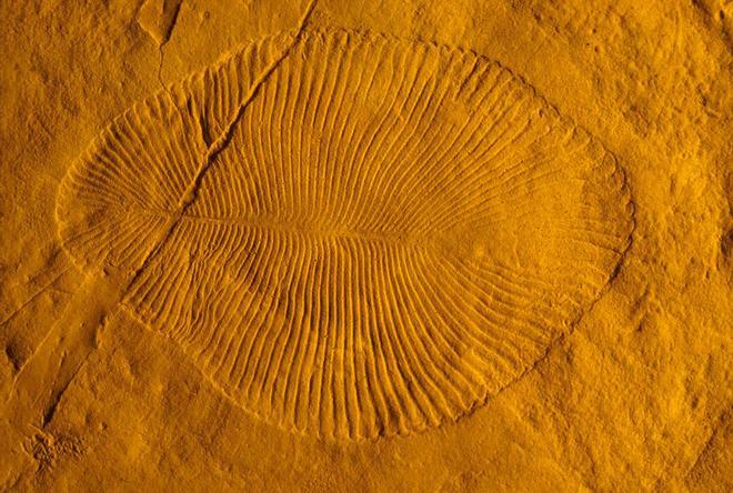 Impresión fósil de Dickinsonia, un ejemplo de fauna del Período Ediacárico, descubierto en la actual Australia. Sería parte de la explosión de biodiversidad generada hace unos 590 millones de años.