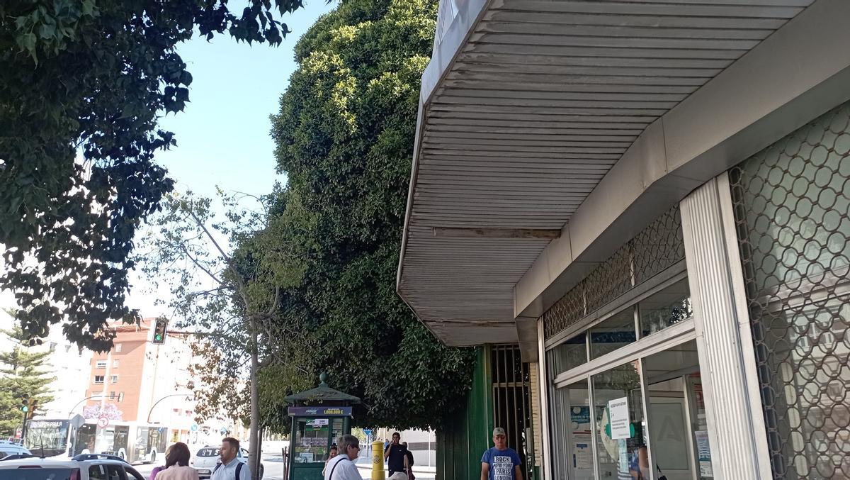 Otra vista del ficus de Barbarela.