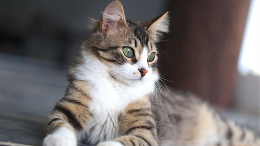El Colegio de Veterinarios de Las Palmas inicia una campaña de promoción de microchips en los gatos.