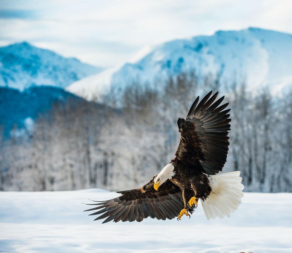 Águila calva, especie representativa de Alaska