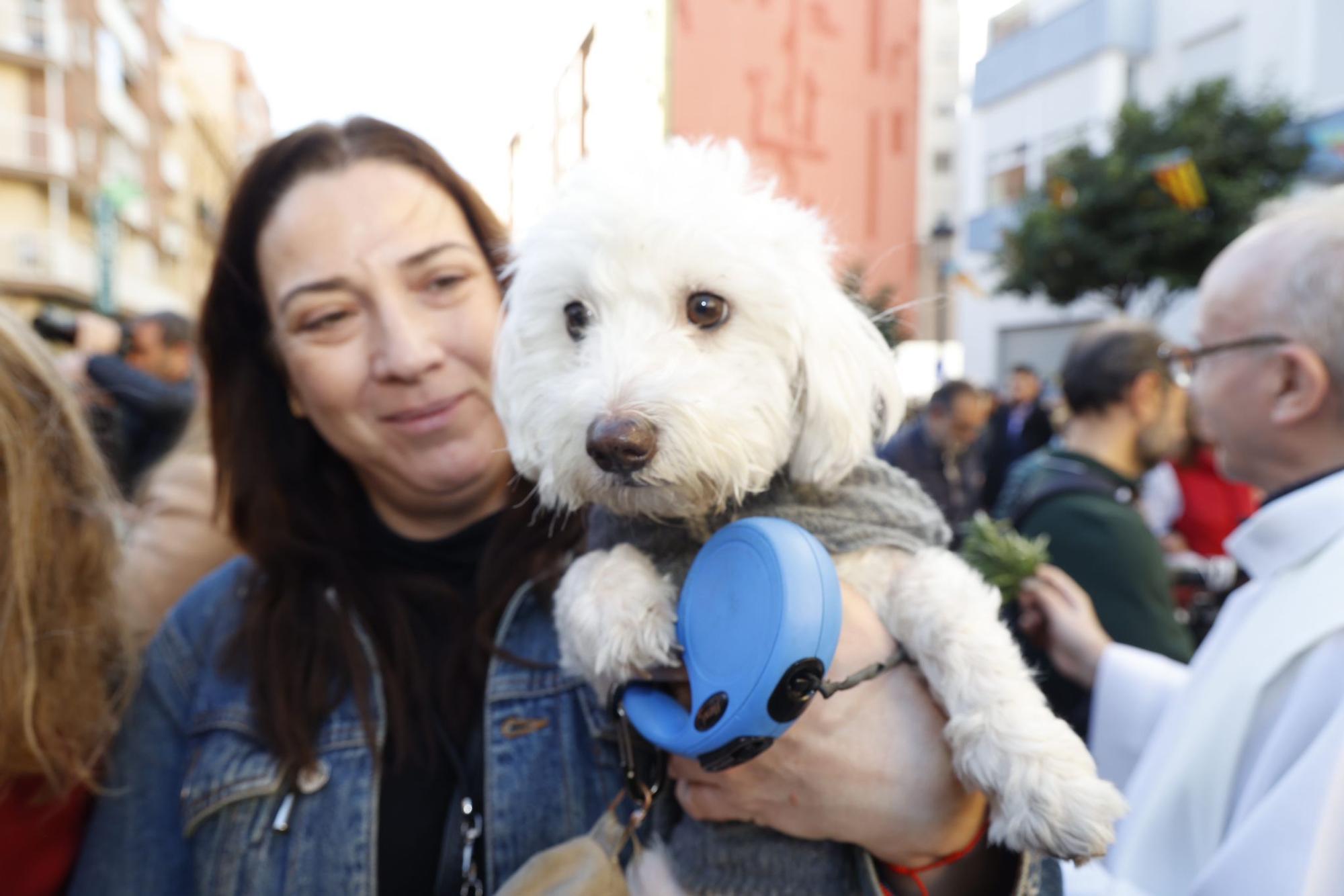 Búscate en la bendición de animales de Sant Antoni de València