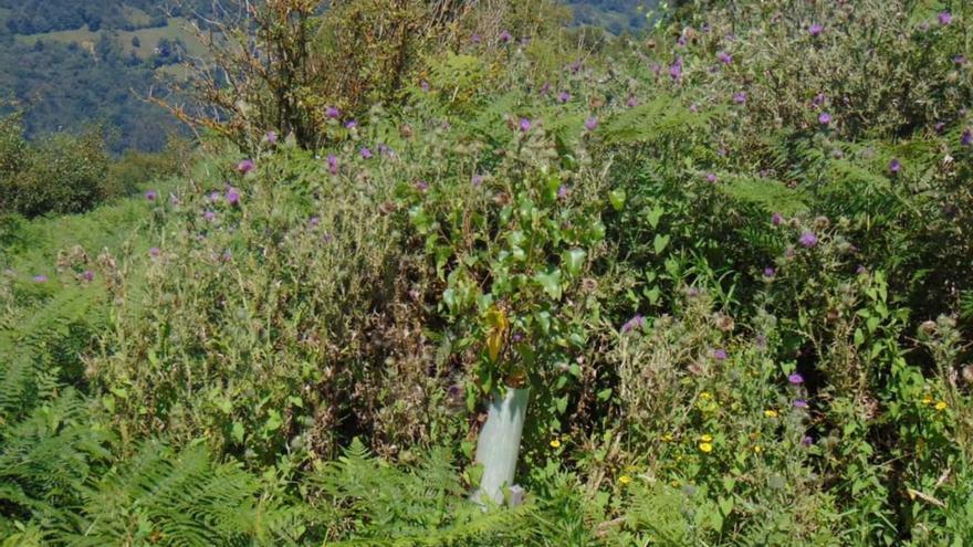 La &quot;jungla de la Teyerona&quot;: la maleza invade el área reforestada de Mieres por la falta de mantenimiento