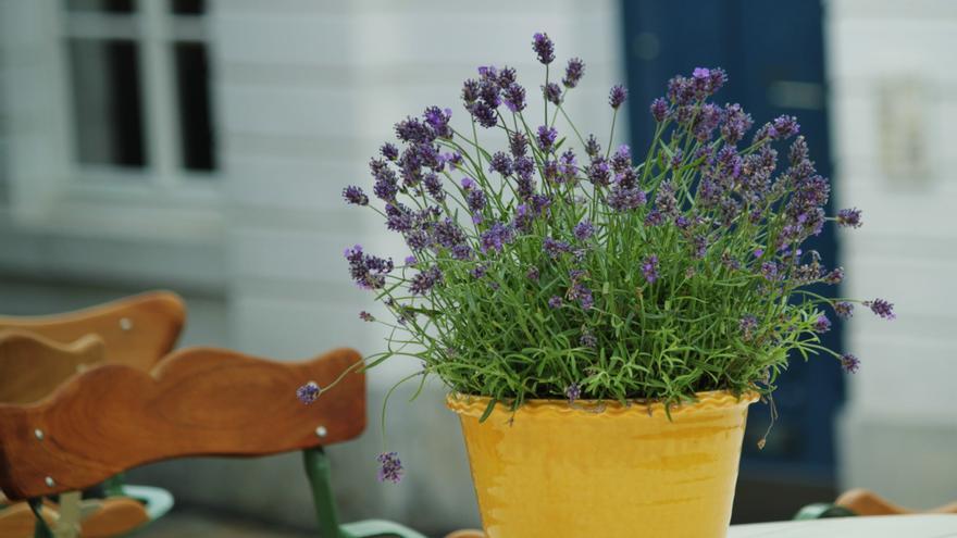 Plantas de exterior resistentes todo el año en macetas: ¡Disfruta de un jardín espectacular las cuatro estaciones!