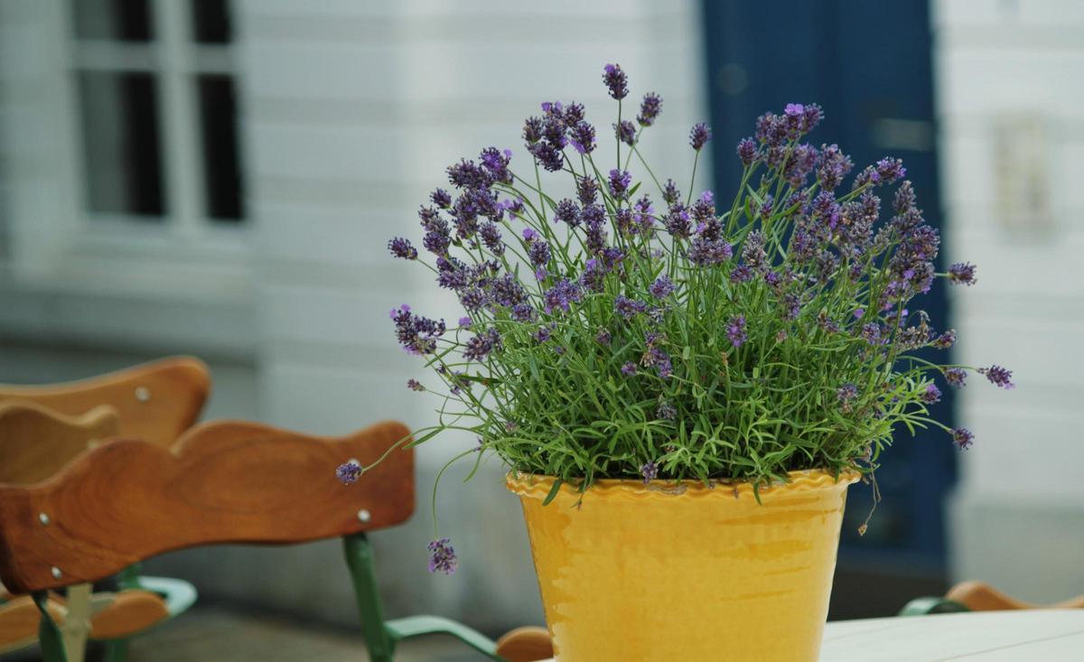Plantas resistentes en macetas: ¡La guía definitiva para un jardín exterior que perdura!