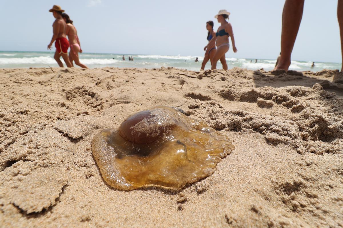 Una medusa huevo frito en la playa Muchavista del Campello a principios de este agosto.