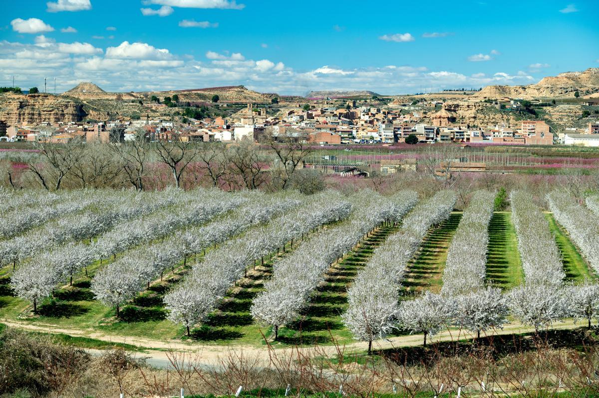 El espectáculo de la floración de los frutales en el Baix Segria, Lleida