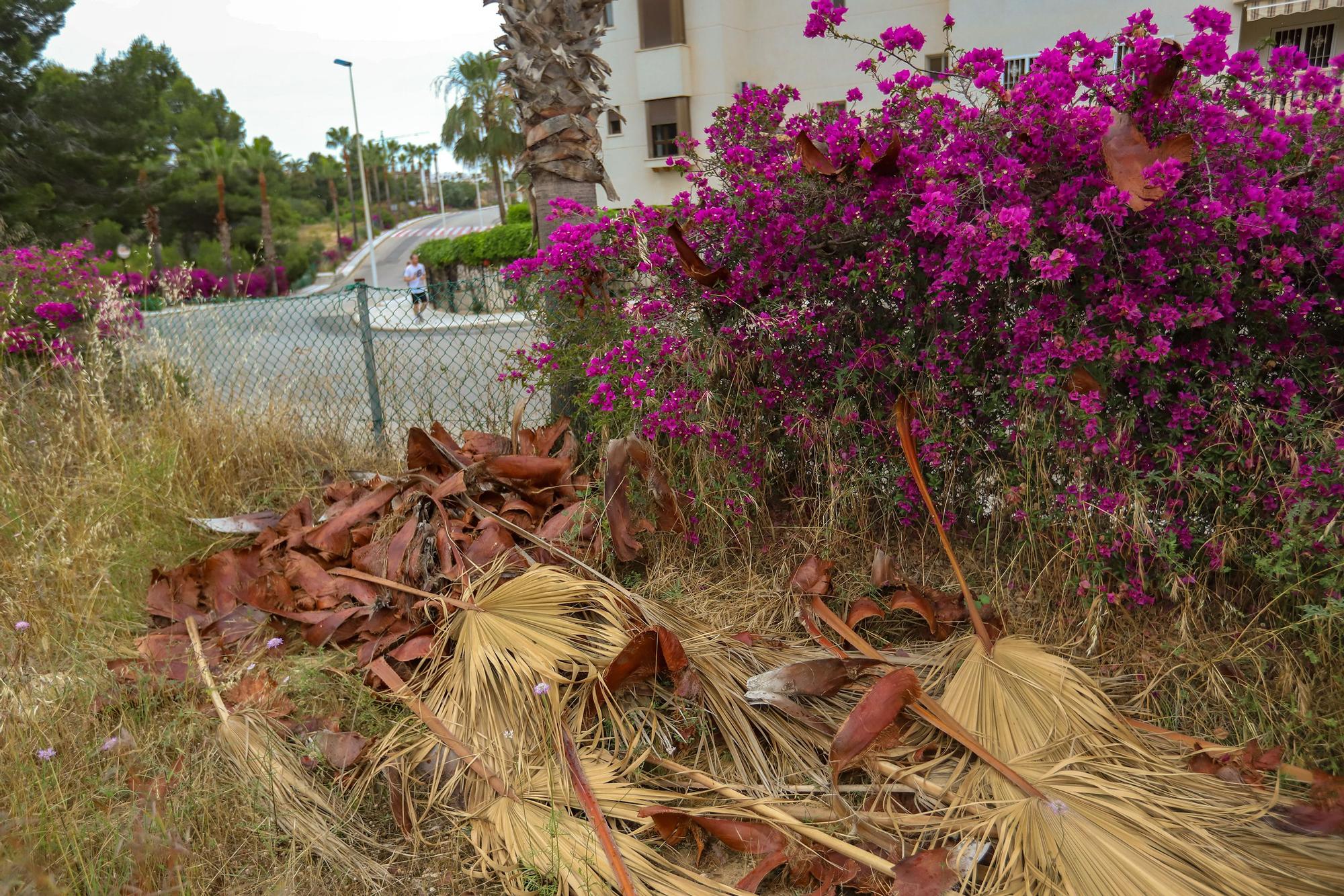 Podas de palmeras junto a la valla del canal del postrasvase en la urbanización Las Ramblas, en una imagen captada este lunes. / Tony Sevilla
