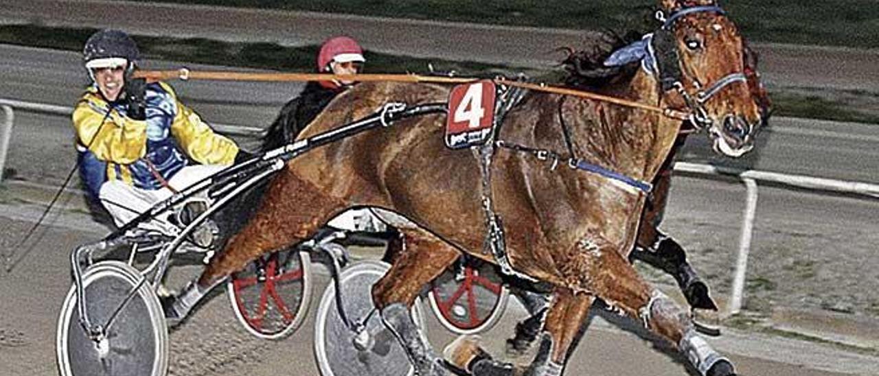 El caballo francÃ©s Vipiteno ganando en Manacor, dirigido por Jaume FluxÃ¡.