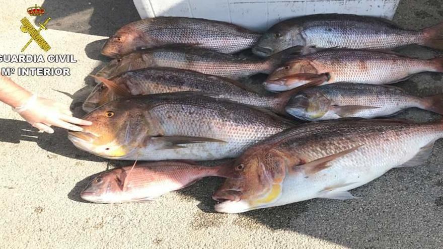 Beamte der Guardia Civil beschlagnahmen 51 Kilo Fisch