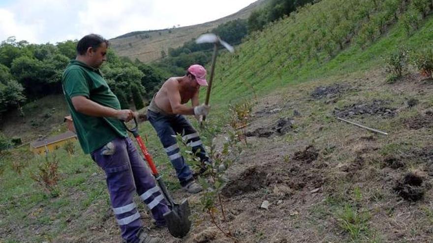 Operarios plantando árboles en la antigua mina a cielo abierto de La Braña del Río, en Langreo.