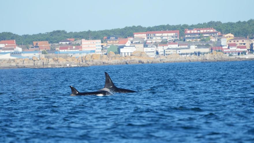 Una nueva embestida de orcas a un velero en las Rías Baixas alerta a los navegantes