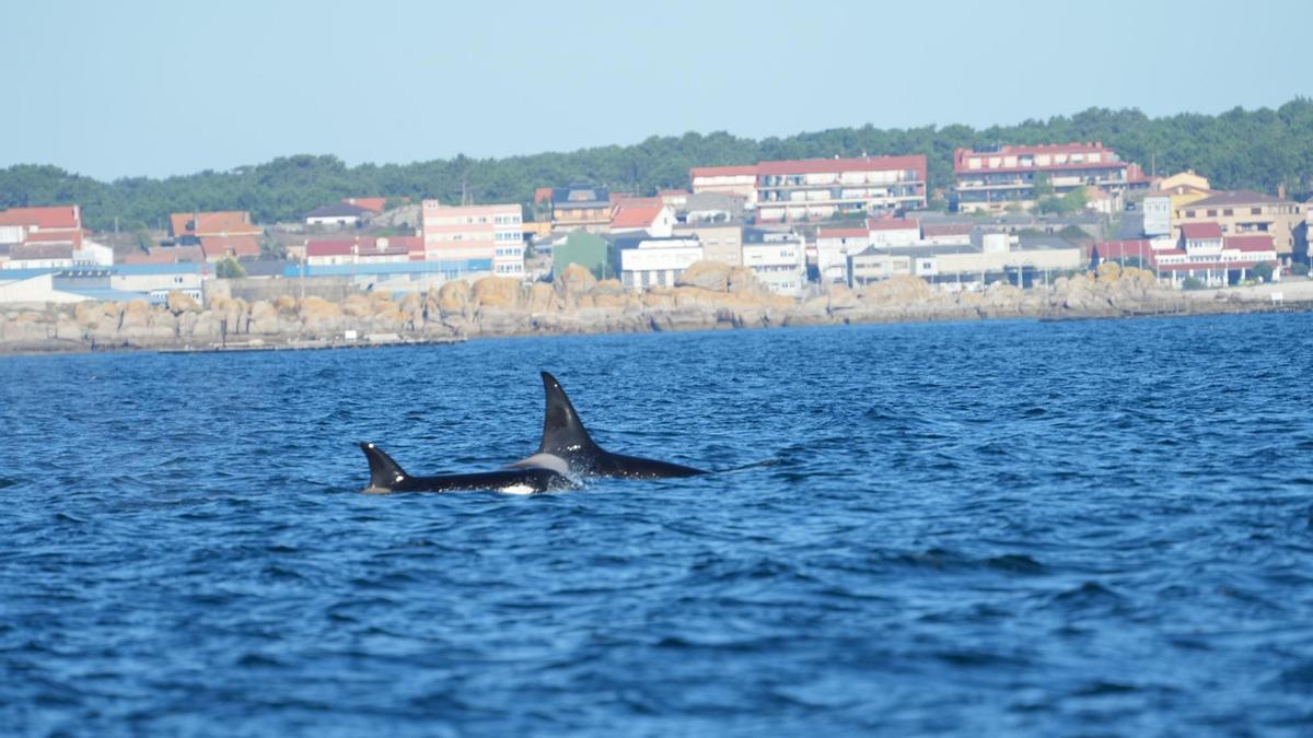Orcas fotografiadas en aguas de la ría de Arousa el pasado 20 de agosto