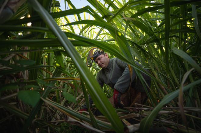 La única destilería de ron artesanal de Tenerife quiere producir un "objeto de deseo"