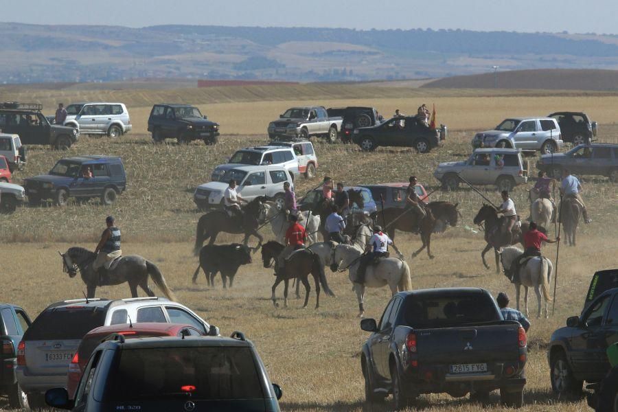 Fiestas en Moraleja del Vino: Encierro