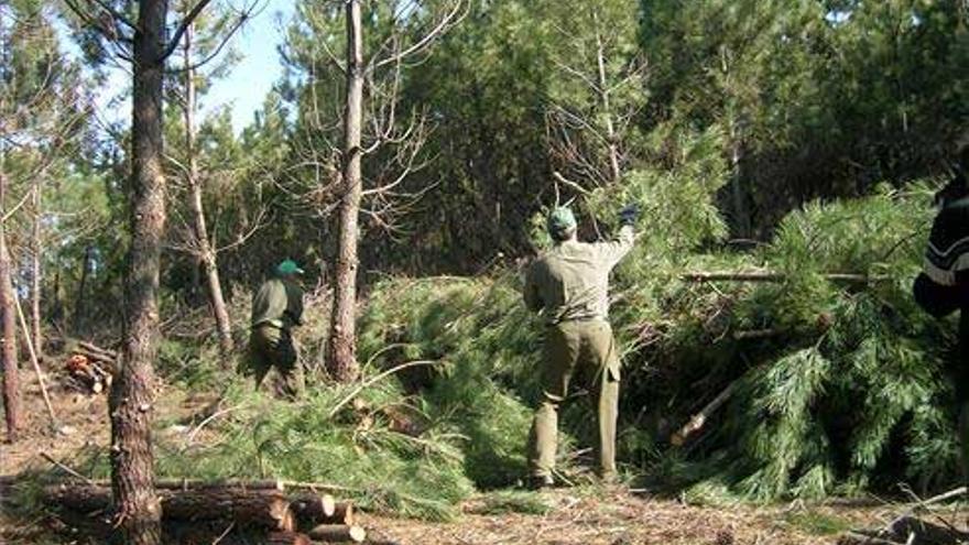 Hurdes denuncia la discriminación femenina en los trabajos forestales