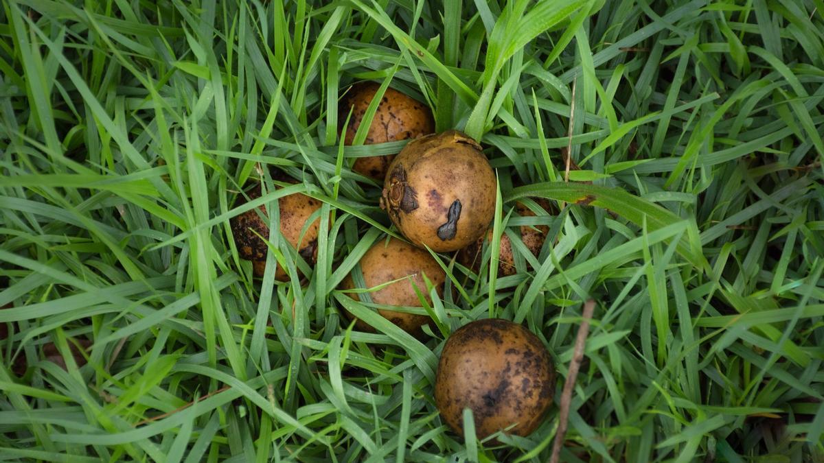 COCOTERO EN MACETA | Cómo plantar un cocotero en una maceta y darle a tu  hogar un aire más tropical