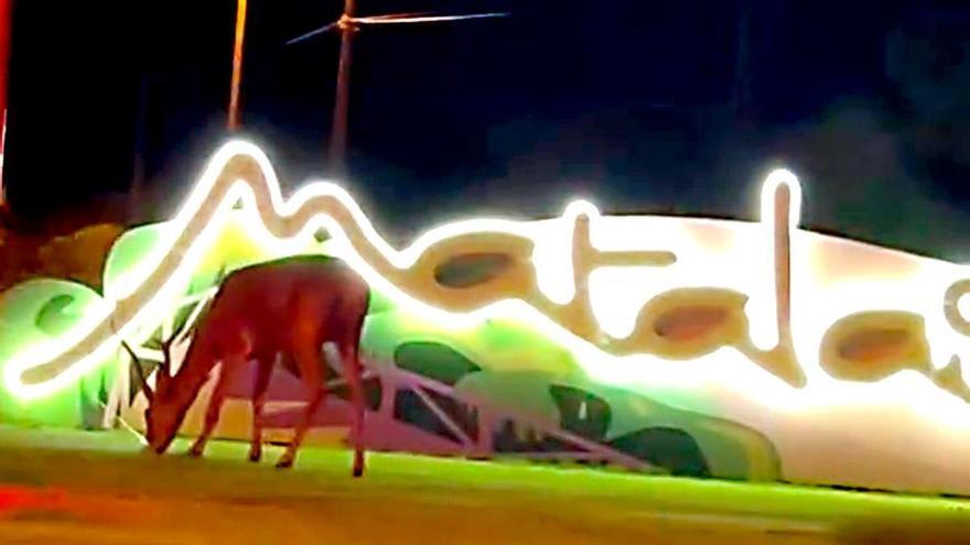 Sorprendente aparición en Matalascañas: un ciervo, junto al cartel de entrada en pleno arranque oficial del verano en la playa