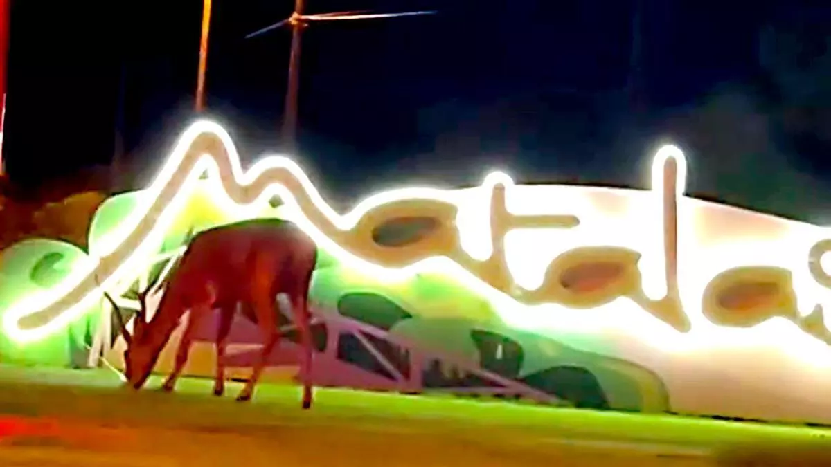 Sorprendente aparición en Matalascañas: un ciervo, junto al cartel de entrada en pleno arranque oficial del verano en la playa