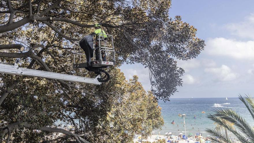 Una fisura de dos metros pone en peligro un ficus centenario en el barrio del Raval Roig de Alicante