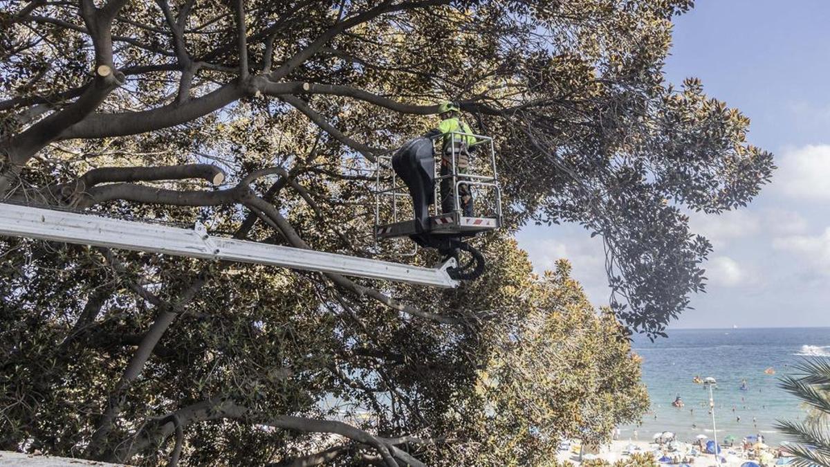 Una fisura de dos metros pone en peligro un ficus centenario en el barrio del Raval Roig de Alicante