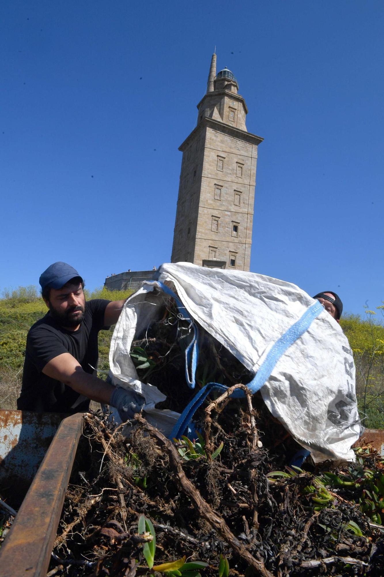 Lucha contra las especies invasoras en la Torre