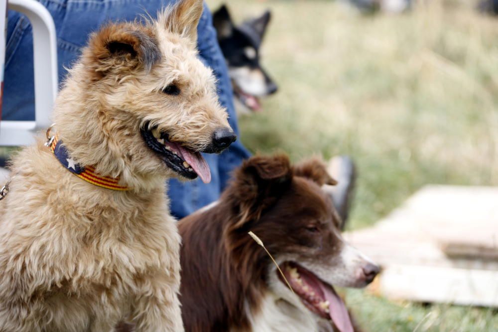 55è Concurs Internacional de Gossos d’Atura de Castellar de n’Hug