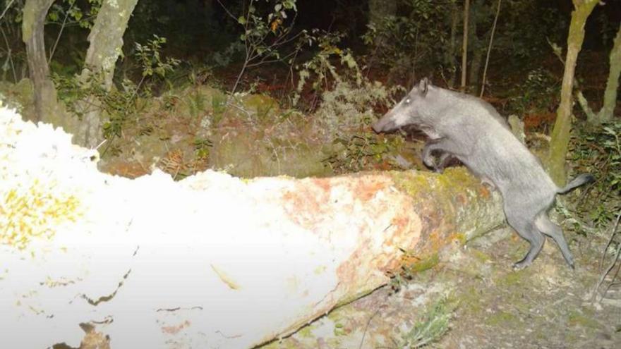 La Xunta aumenta un 90% las ayudas para prevenir daños causados por fauna silvestre