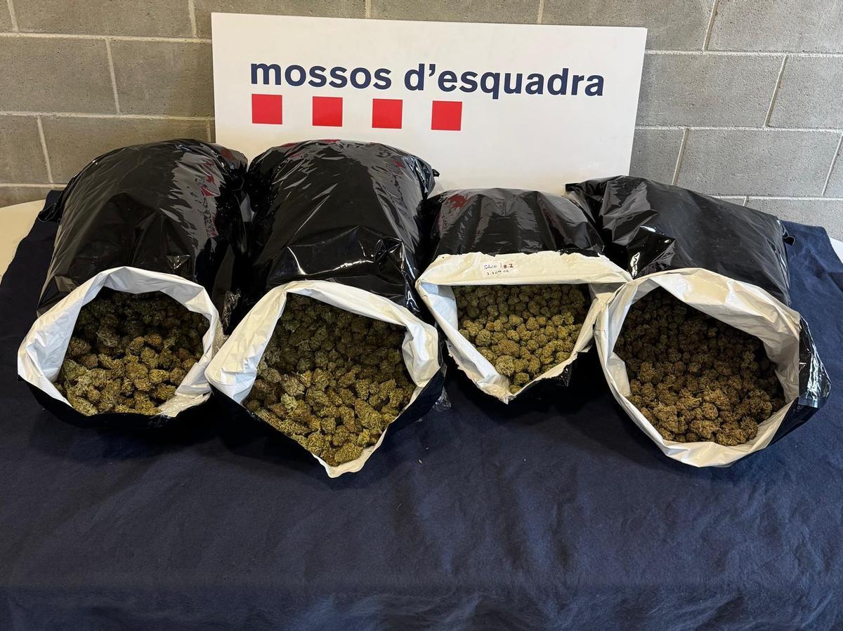 Cogollos de marihuana intervenidos en una operación policial de Mossos