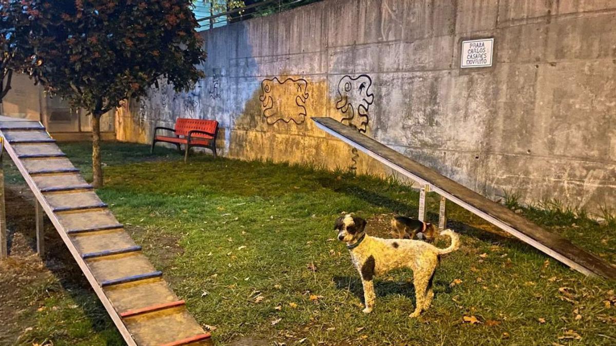 Dos perros disfrutan
de los juegos en el parque
canino de A Ramallosa.