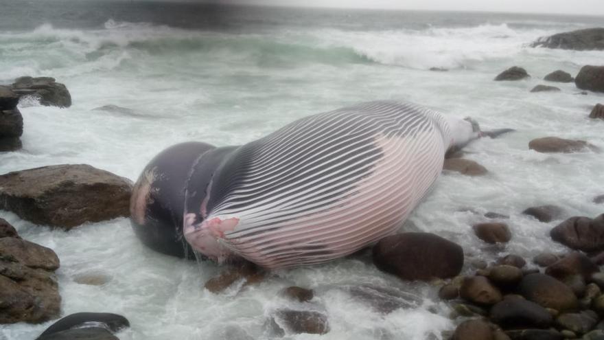 La ballena, el día que apareció en la costa // FdV