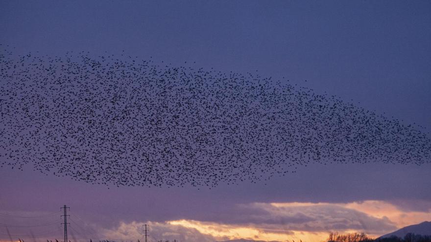 Els dibuixos dels estornells al cel de l&#039;Empordà