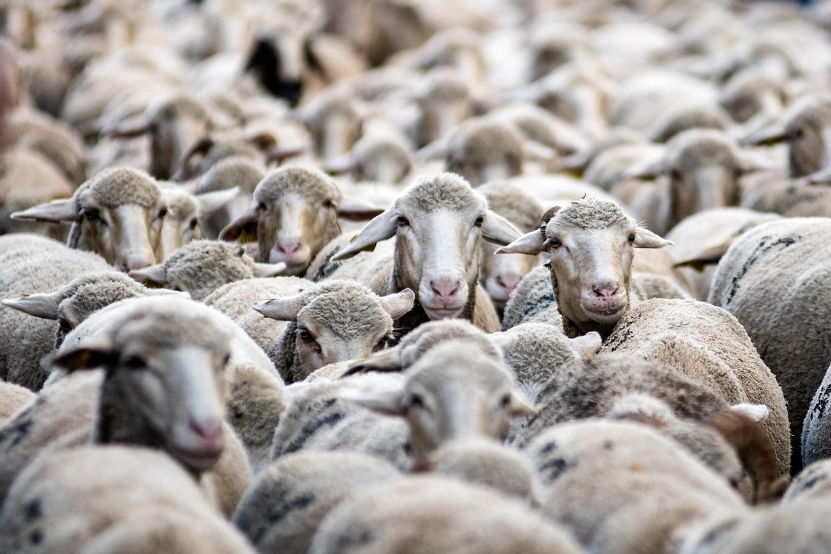 GANADERÍA CÓRDOBA | La Junta anuncia ayudas para ganaderos afectados por  limitación de movimiento a causa de lengua azul