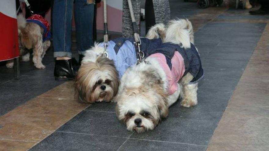 I Carnaval Canino de Lorca