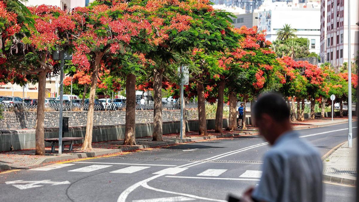 Árboles en Santa Cruz de Tenerife.