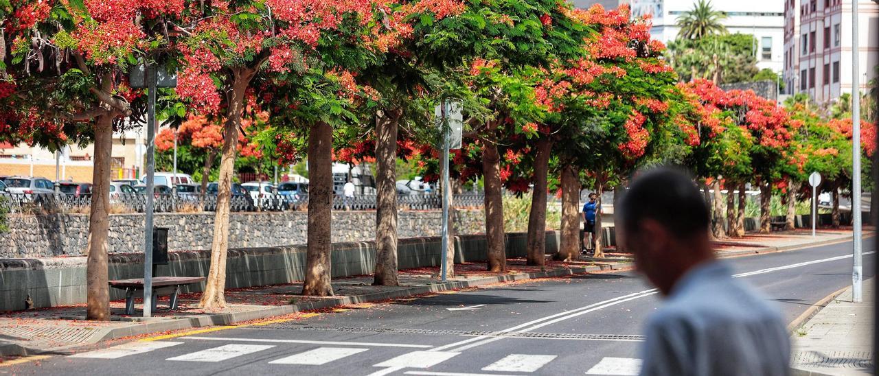Árboles en Santa Cruz de Tenerife.