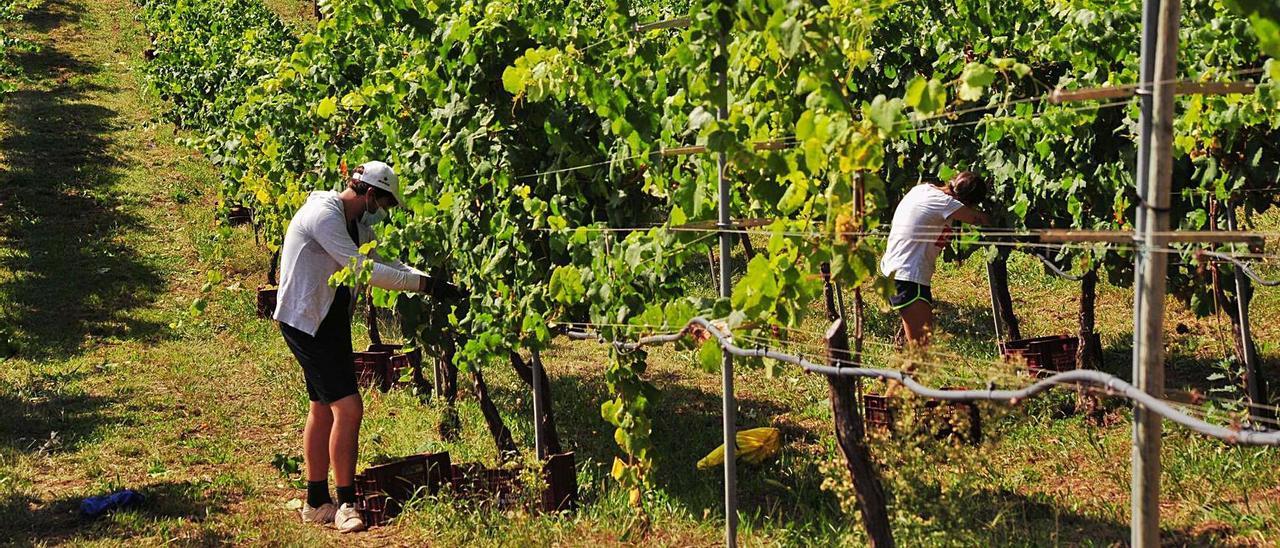 La vendimia en la subzona productora de O Salnés, el año pasado.