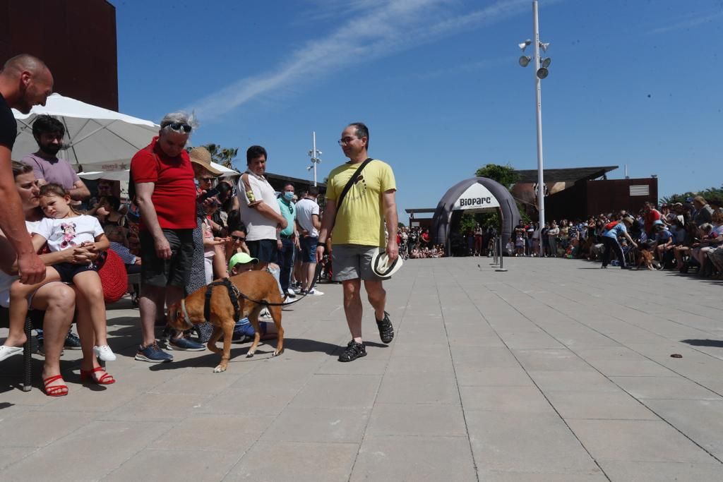 Pasarela de perros de adopción en Bioparc