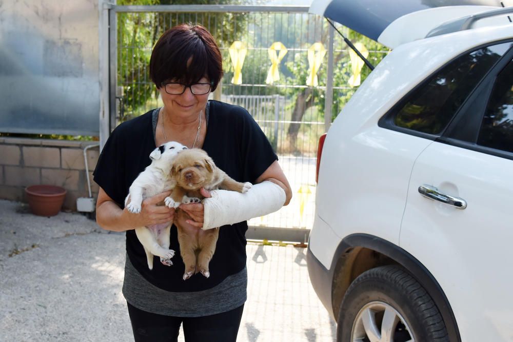 El nombre de gossos adoptats a Manresa cau el 38% i augmenten els gats trobats al carrer