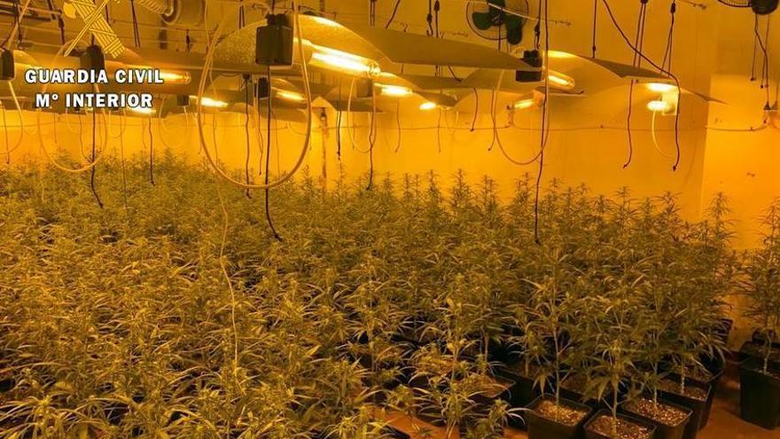 Cuatro detenidos por cultivo y venta de marihuana en la comarca de Mérida