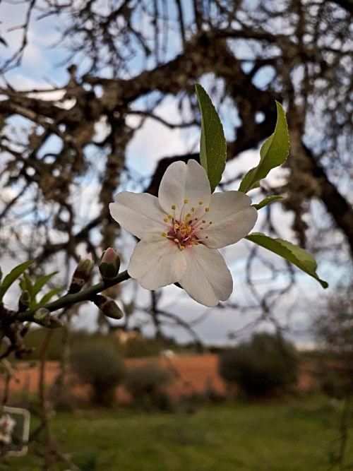 So schön blüht die Mandelblüte