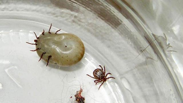 Dos exemplars de caparra, una d’elles plena de sang, després de ser extretes d’un animal