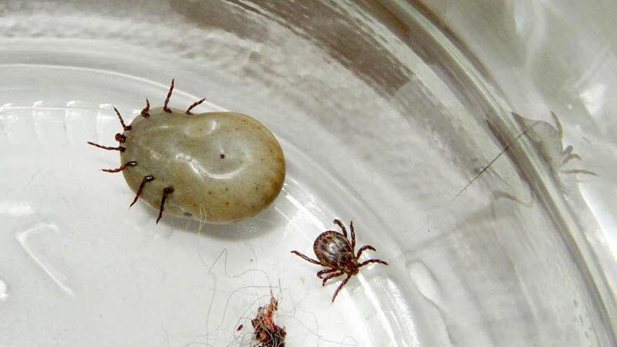 Ojo a las garrapatas: los casos de Lyme crecen un 26% en Galicia en un año